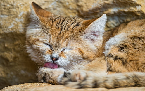 حيوان ، قطة الرمل، خلفية HD HD wallpaper