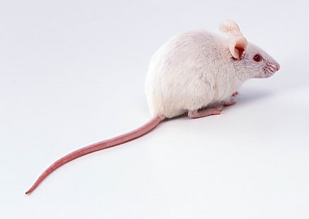 Beautiful Mice, white mouse, Animals, Mouse, white, cute, HD wallpaper HD wallpaper