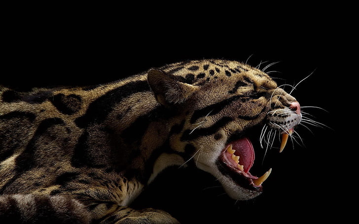 braunes und schwarzes Tier, Tiere, Schwarzes, Jaguare, HD-Hintergrundbild