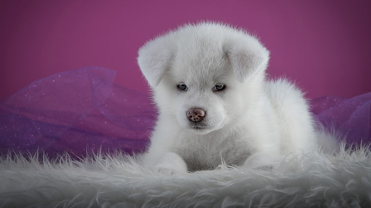white, background, pink, portrait, dog, puppy, lies, fur, face, photoshoot, friendly, Akita inu, Akita, organza, HD wallpaper