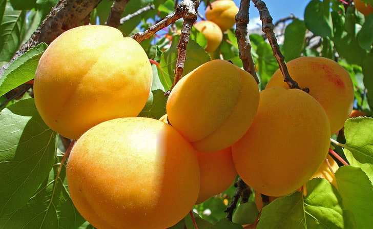 Owoce moreli, okrągłe owoce pomarańczowe, Żywność i napoje, Owoce, Morela, Tapety HD