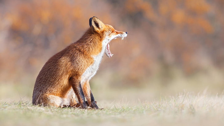 yawn, fox, red fox, wildlife, mammal, wild animal, terrestrial animal, fur, HD wallpaper