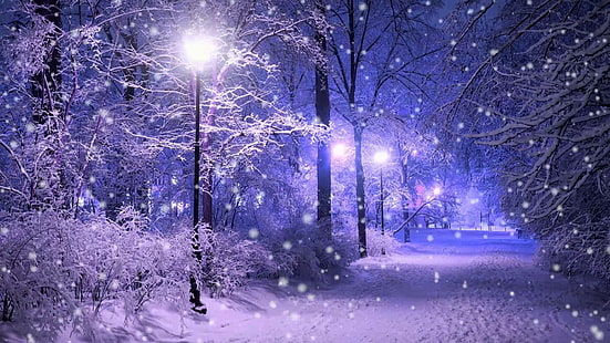 lampu jalan, salju, turun salju, musim dingin, taman, alam, pembekuan, pohon, malam, langit, embun beku, cabang, cahaya, seni, malam, hutan, Wallpaper HD HD wallpaper