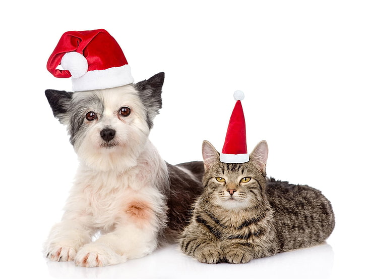 동물, 고양이 & 개, 고양이, 크리스마스, 귀여운, 개, 산타 모자, HD 배경 화면