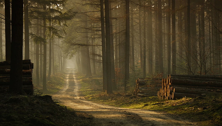 brown wood log, forest, mist, road, trees, sunlight, grass, morning, nature, landscape, HD wallpaper
