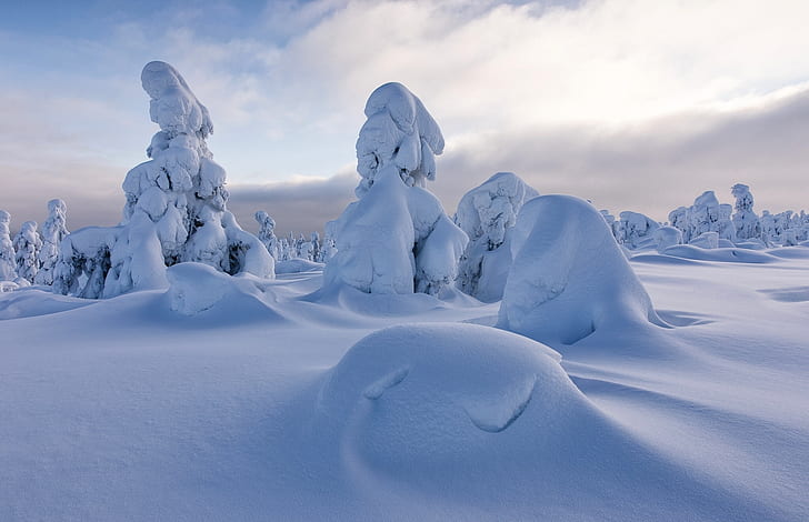 зима, сняг, дървета, сняг, Финландия, Лапландия, Sodankylä, Sodankyla, HD тапет