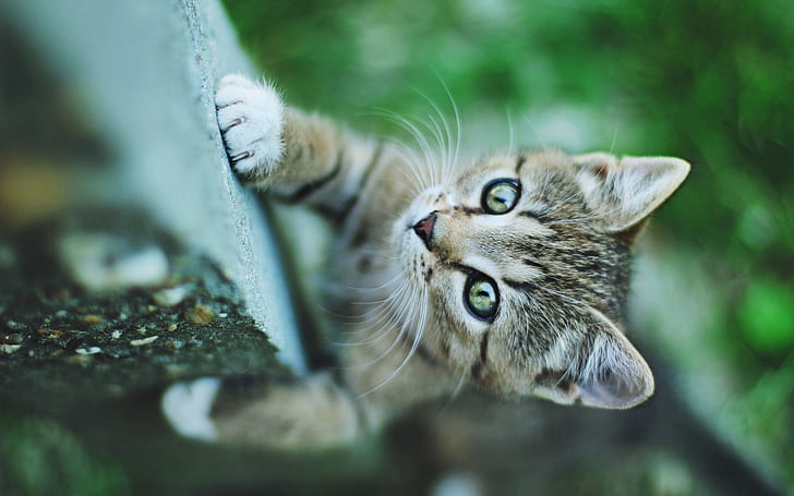 小さな猫の緑の目、登山、茶色の短いコーティングされた子猫、小さな、猫、緑、目、登山、 HDデスクトップの壁紙
