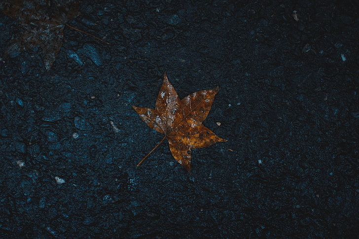 brown maple leaf, leaf, wet, maple, HD wallpaper