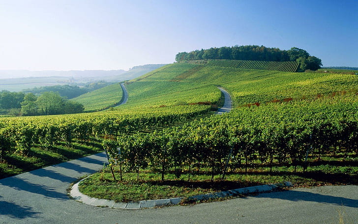 Vineyard, road, fields, nature, beautiful, green, vineyard, 3d and abstract, HD wallpaper