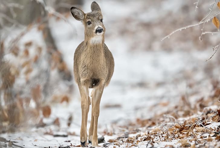 winter, nature, White-tailed Deer, HD wallpaper