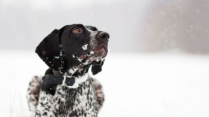 Собака смотрит на снежинки, немецкая короткошерстная указка, животные, 2560x1440, снег, зима, HD обои