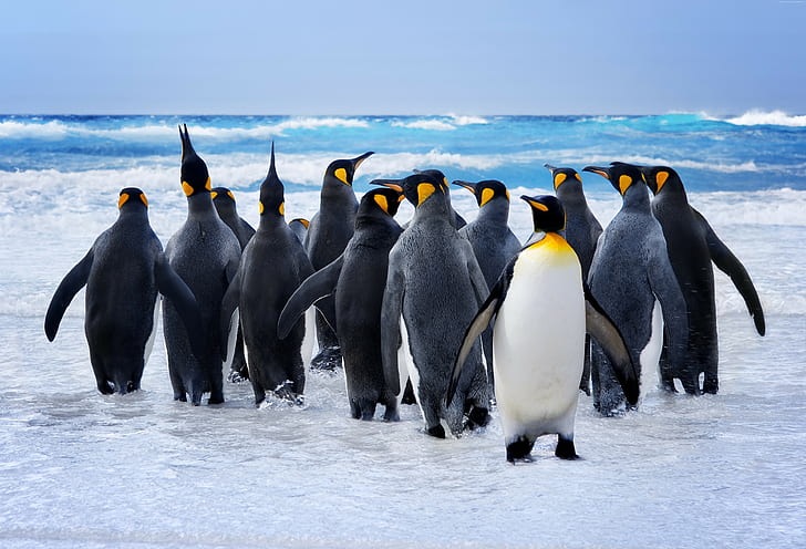 cute animals, Pinguin, snow, ocean, funny, HD wallpaper