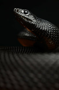reptil, ular, makro, Wallpaper HD HD wallpaper