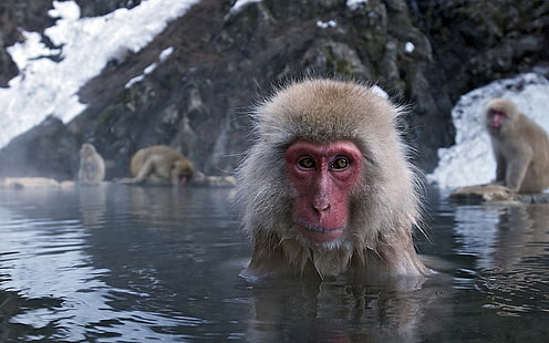 Monkeys, Japanese Macaque, Animal, Japan, Macaque, Water, HD wallpaper HD wallpaper
