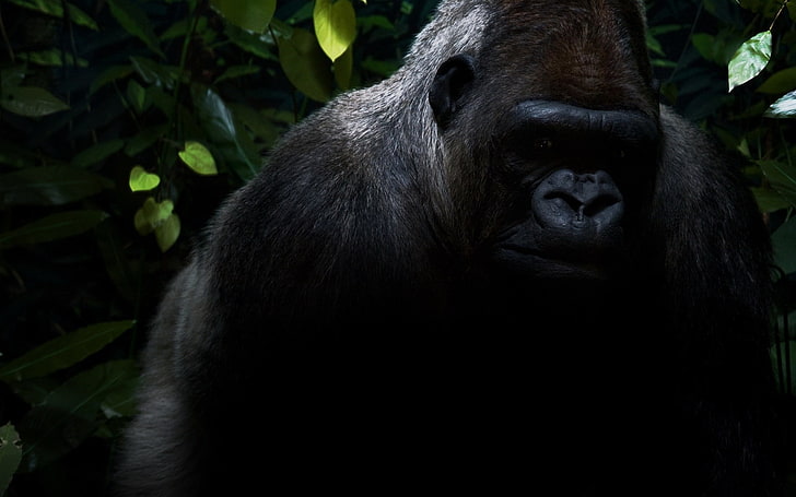 svart gorilla, gorilla, hår, skugga, djungel, HD tapet