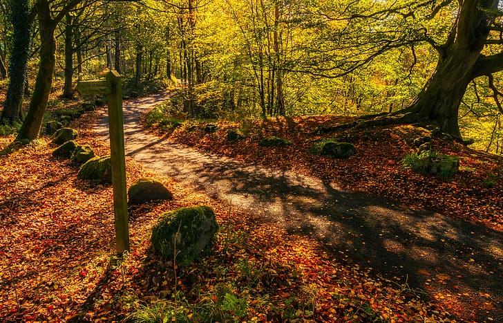 road, autumn, forest, England, North Yorkshire, Bolton Abbey, HD wallpaper