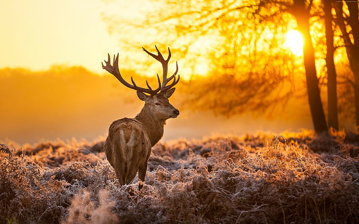 deer, sunlight, nature, mammals, landscape, animals, HD wallpaper