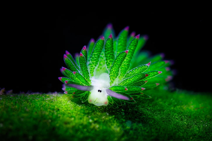 зеленый и белый цветок с лепестками, животные, Nudibranchia, под водой, HD обои