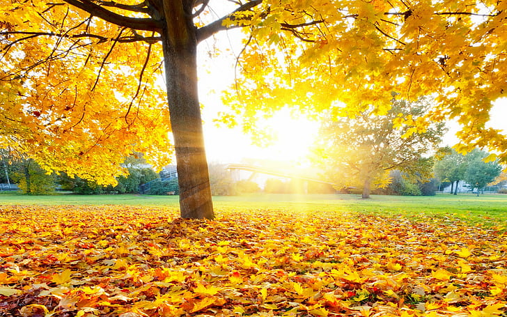 Caduta delle foglie di autunno, albero, parco, foglie, caduta, acero, foglie di autunno, autunno, Sfondo HD
