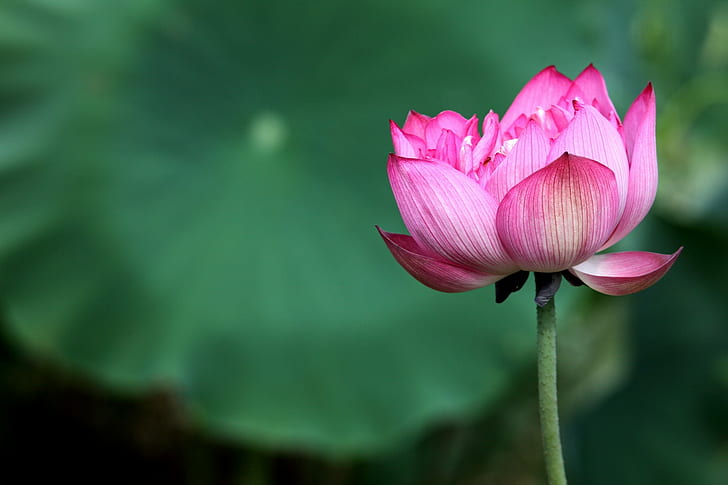 rosa kronblad, lotus, lotus, lotus, rosa, blomma, lotus näckros, näckros, natur, rosa färg, växt, damm, kronblad, blommahuvud, skönhet i naturen, blad, botanik, HD tapet