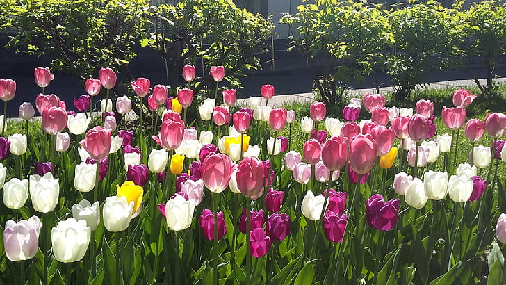verdes, hojas, flores, primavera, pétalos, mayo, tulipanes, macizo de flores, día soleado, luz y sombra, la transparencia de los pétalos, Fondo de pantalla HD