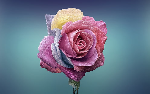 червено и бяло изкуствено розово цвете, роза, цветя, цветни, капки вода, растения, син фон, HD тапет HD wallpaper