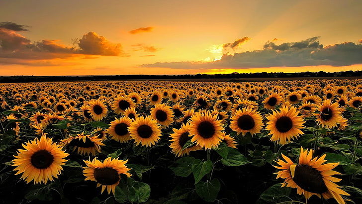 Sonnenblume für Desktops, HD-Hintergrundbild