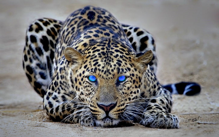 gepard full hd, Tapety HD