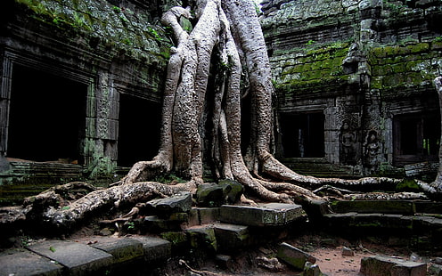 árvores, ruína, raízes, Camboja, templo, Ta Prohm (Camboja), velho, plantas, pedra, Angkor Wat, HD papel de parede HD wallpaper