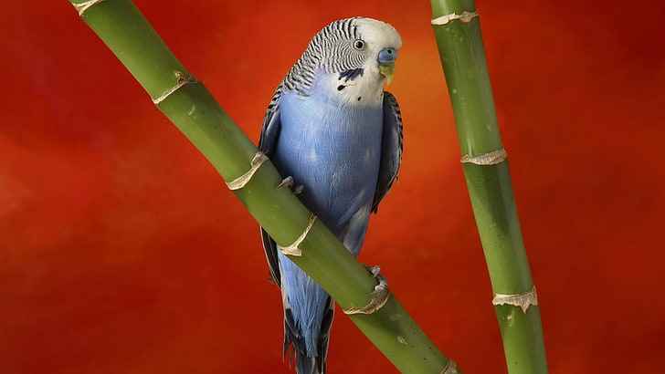 Vögel, Mehrfarben, Sittiche, HD-Hintergrundbild