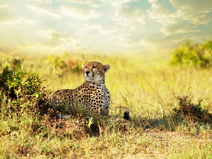 brown and black cheetah, look, predator, Cheetah, Savannah, Africa, savanna, HD wallpaper