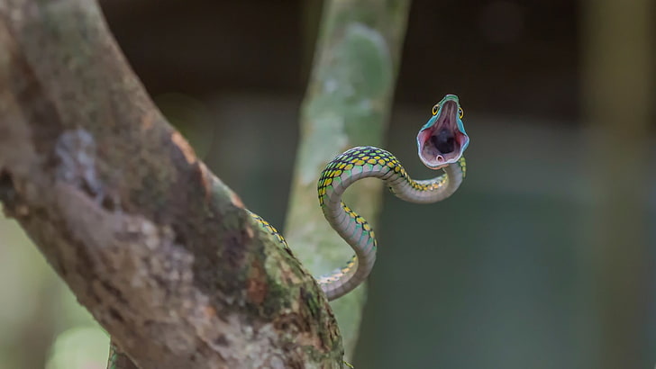 fotografía de enfoque superficial de serpiente verde, serpiente, reptiles, boca abierta, animales, Fondo de pantalla HD