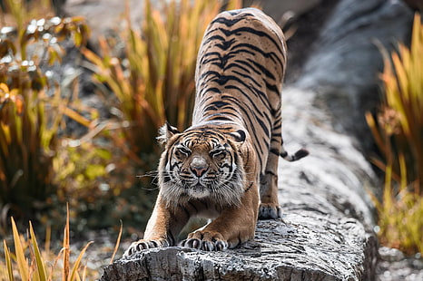 tigre, grandes felinos, animales, Fondo de pantalla HD HD wallpaper