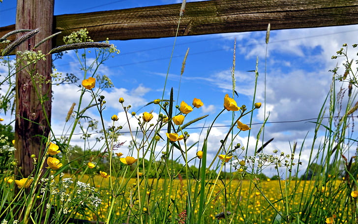 Pasture Fence Flowers, yellow flowers, garden, nature, pasture, fence, flowers, HD wallpaper