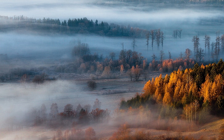茶色の葉の木の絵画、霧、自然、風景、霧、森、秋、木と木の写真、 HDデスクトップの壁紙