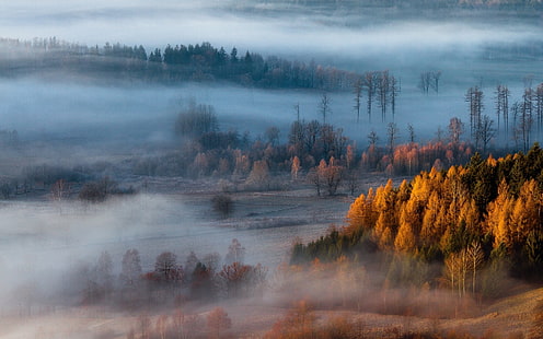 pintura de árboles de hoja marrón, fotografía de árboles con niebla, naturaleza, paisaje, niebla, bosque, otoño, árboles, Fondo de pantalla HD HD wallpaper