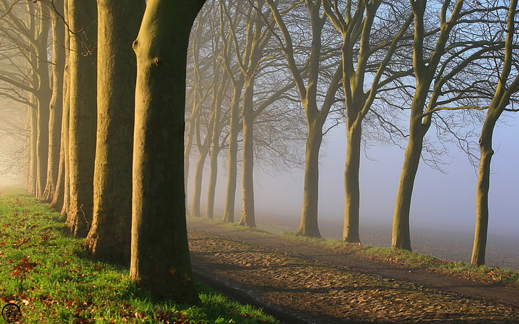 braune Bäume, Bäume, Nebel, Straße, Natur, Fall, Sonnenlicht, HD-Hintergrundbild