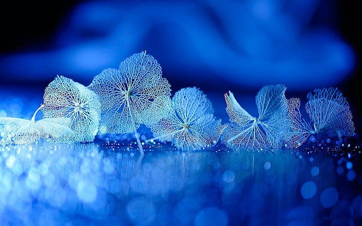 Dry leaves, veins, reflection, blue, Dry, Leaves, Veins, Reflection, Blue, HD wallpaper