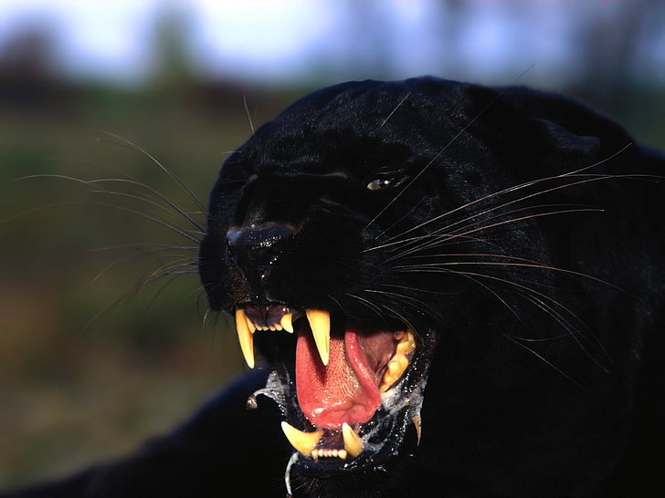 black jaguar, predator, Panther, jaw, HD wallpaper