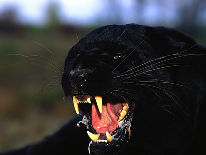 czarny jaguar, drapieżnik, pantera, szczęka, Tapety HD HD wallpaper