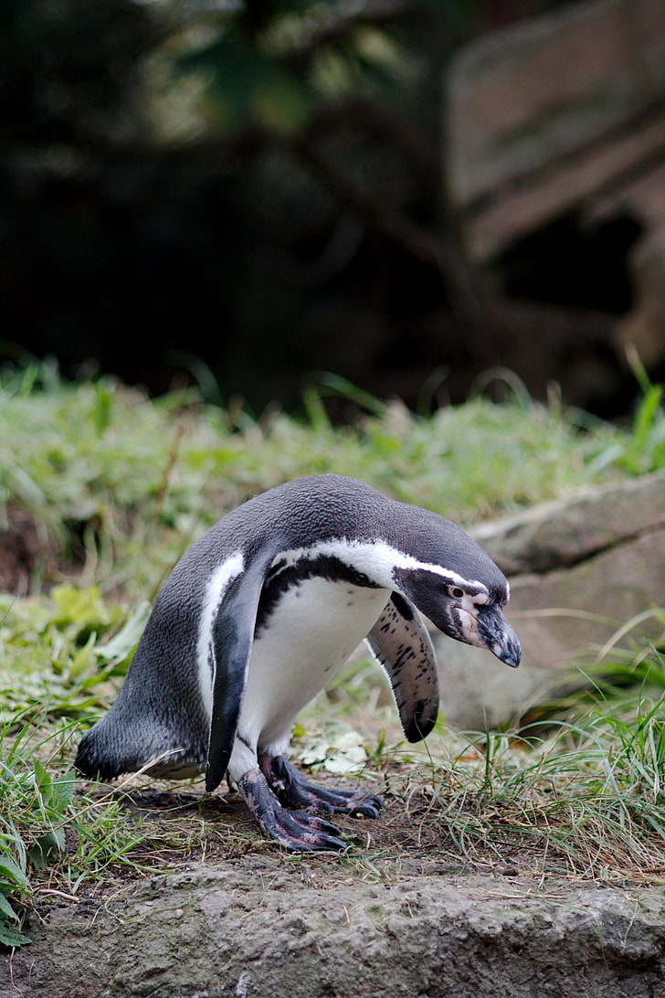 Hamburg, Zoo, Pinguine, HD-Hintergrundbild, Handy-Hintergrundbild