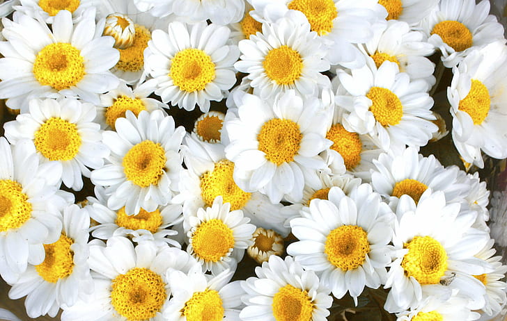 ดอกไม้กลีบดอกสีขาว, ดอกไม้, ขาว, เดซี่, ธรรมชาติ, ดอกไม้, สีเหลือง, กลีบดอกไม้, ปลูก, ระยะใกล้, ฤดูร้อน, ความสด, วอลล์เปเปอร์ HD