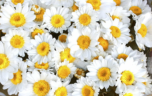 white petaled flowers, Flowers, white, daisy, nature, flower, yellow, petal, plant, close-up, summer, freshness, HD wallpaper HD wallpaper