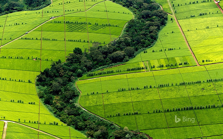 Kenya Tea plantation-2016 Bing Desktop Wallpaper, HD wallpaper