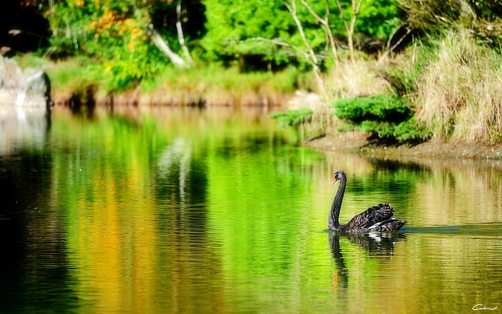 grey swan, lake, pond, swan, black, bird, HD wallpaper