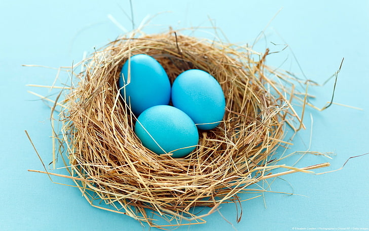nests, eggs, blue background, blue, cyan background, cyan, HD wallpaper