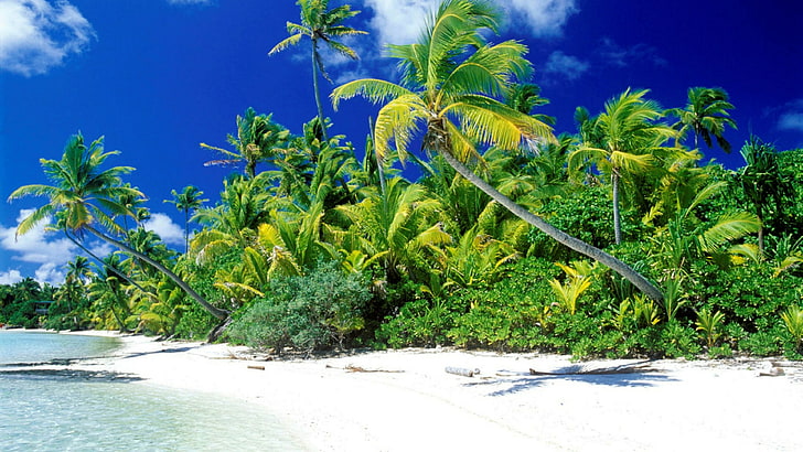 океан, дневное время, голубое небо, лето, пляж, белый песок, лето, дерево, песок, пальма, песчаный пляж, вода, ареалы, берег, море, пальма, небо, тропики, HD обои