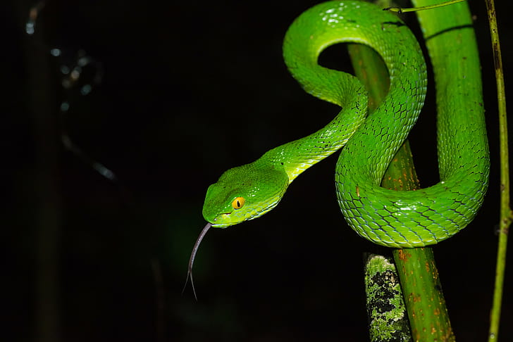 滑らかな緑のヘビ、trimeresurus、マムシ、カオヤイ国立公園、trimeresurus、マムシ、カオヤイ国立公園、Trimeresurus macrops、アイド、マムシ、カオヤイ国立公園、滑らかな緑ヘビ、緑のヘビ、ヘビ、タイ、レプティリア、爬虫類、D800、タムロン、90mm、ルーシェン、ビルギン、自然、動物、ヘビ、野生動物、森林、 HDデスクトップの壁紙