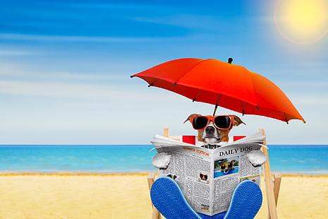 :), червено, слънце, чадър, кейн, животно, море, плаж, вода, Джак Ръсел териер, лято, смешно, хартия, куче, синьо, HD тапет HD wallpaper
