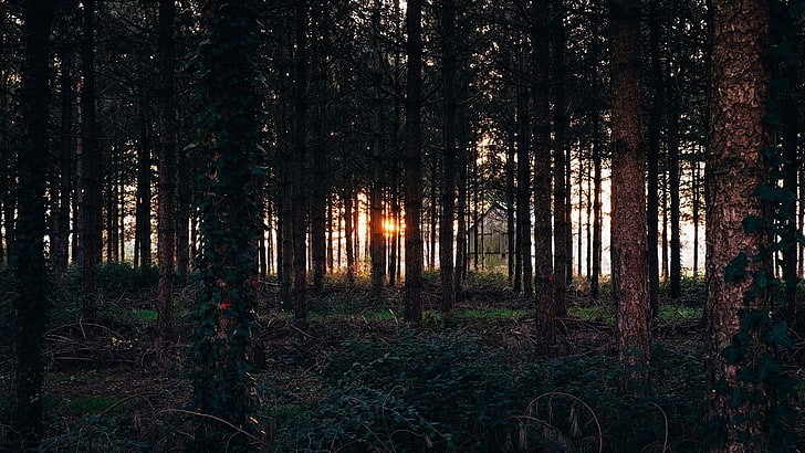 ต้นไม้สีเขียวสูงธรรมชาติต้นไม้ป่าพระอาทิตย์ตก, วอลล์เปเปอร์ HD